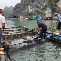 Thương lái Trung Quốc ồ ạt thu mua cá, dân lồng bè Cát Bà trúng đậm